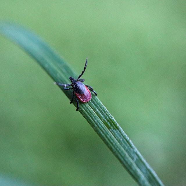 A tick on a blade of grass