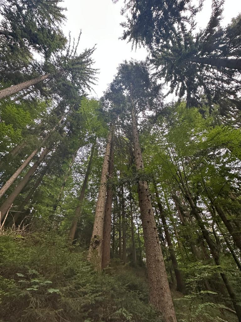 Bavarian alpine forest with huge trees